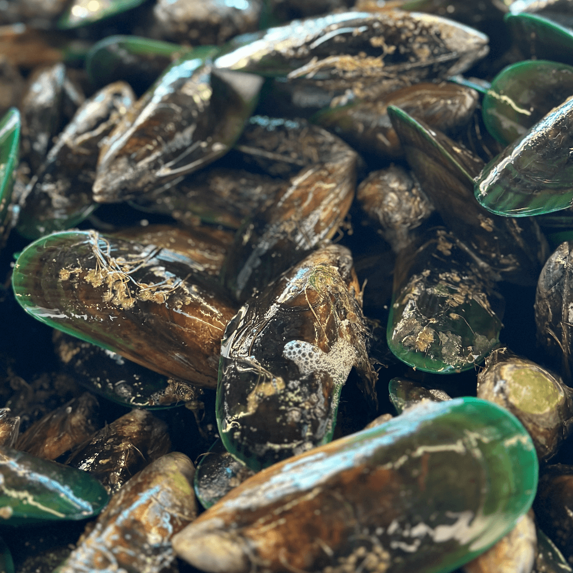 Live Mussels 1KG