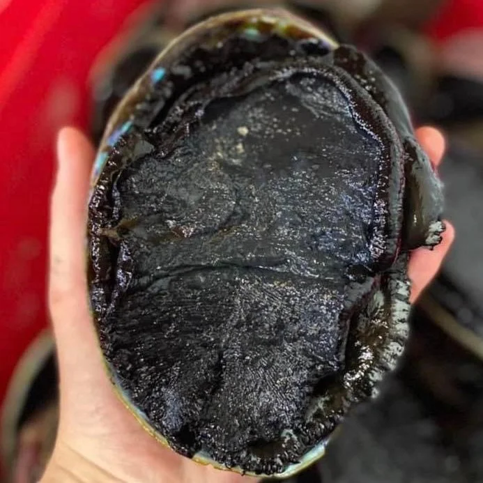 Paua — Shop Seafood — Saltwater Seafoods NZ