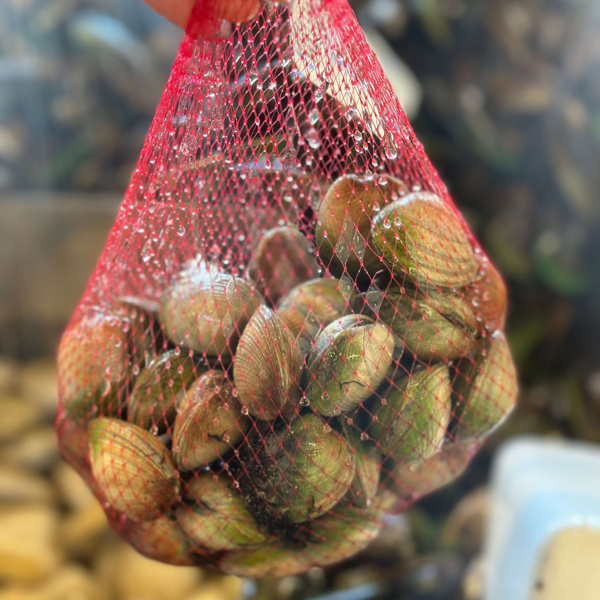 Littleneck Clams