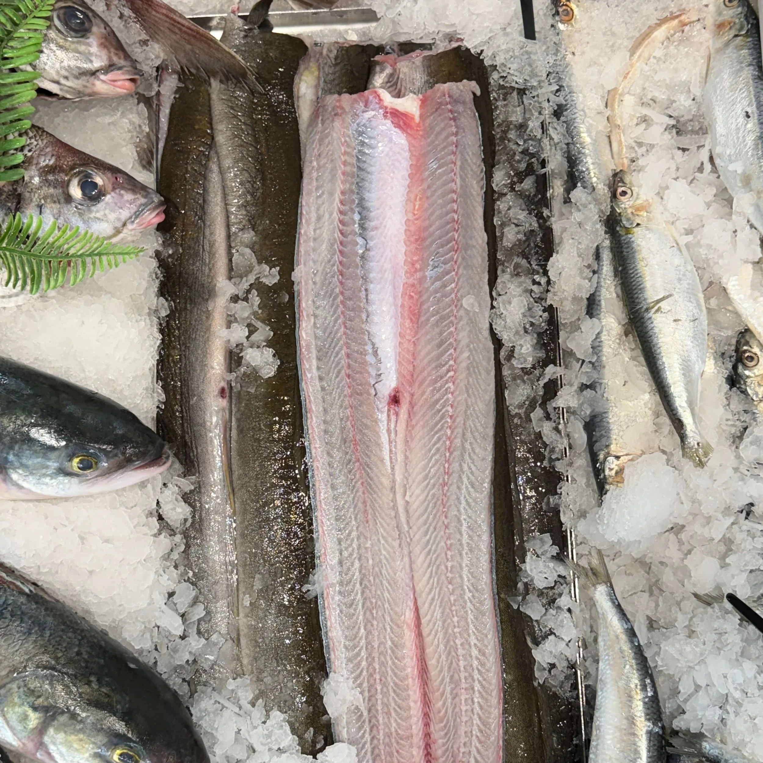 Fresh Eel (Butterfly Cut) 400-500g