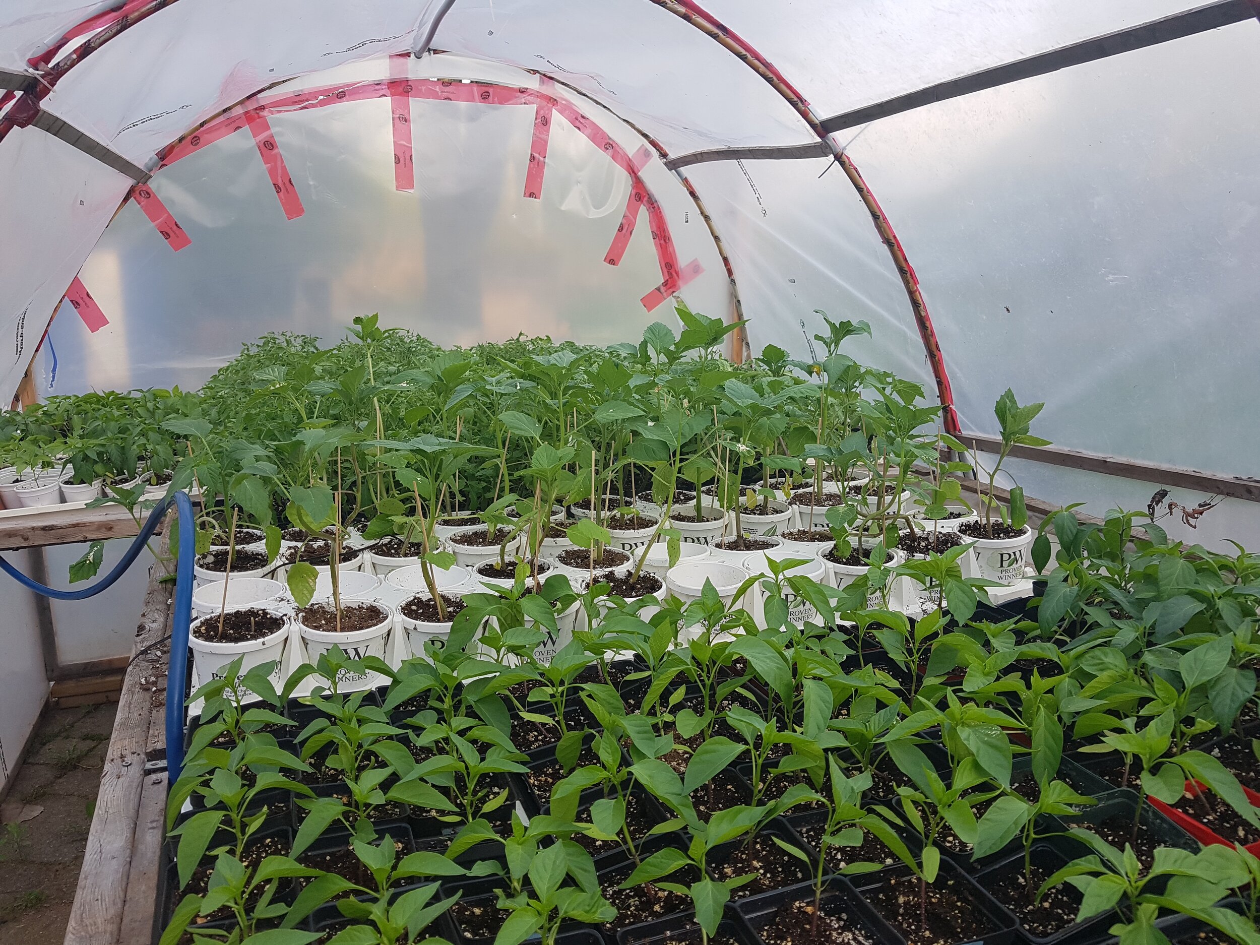 outdoor heated hoophouse.jpg