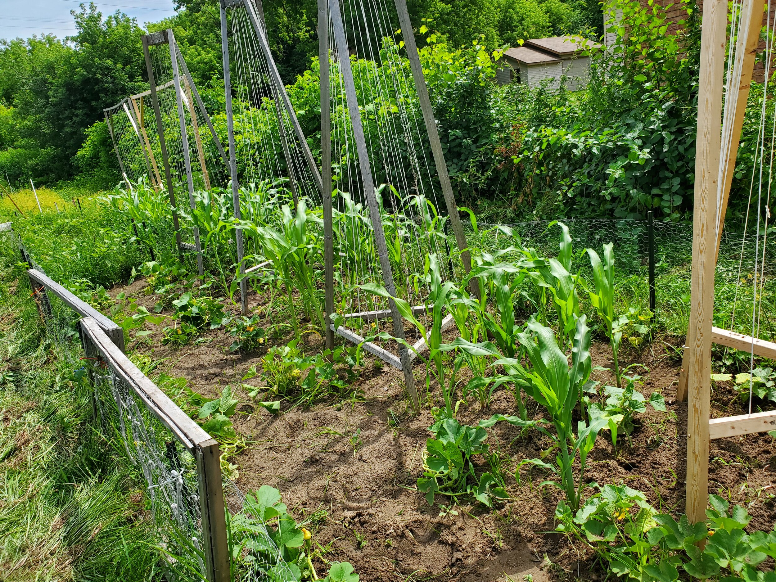 corn 2020.jpg