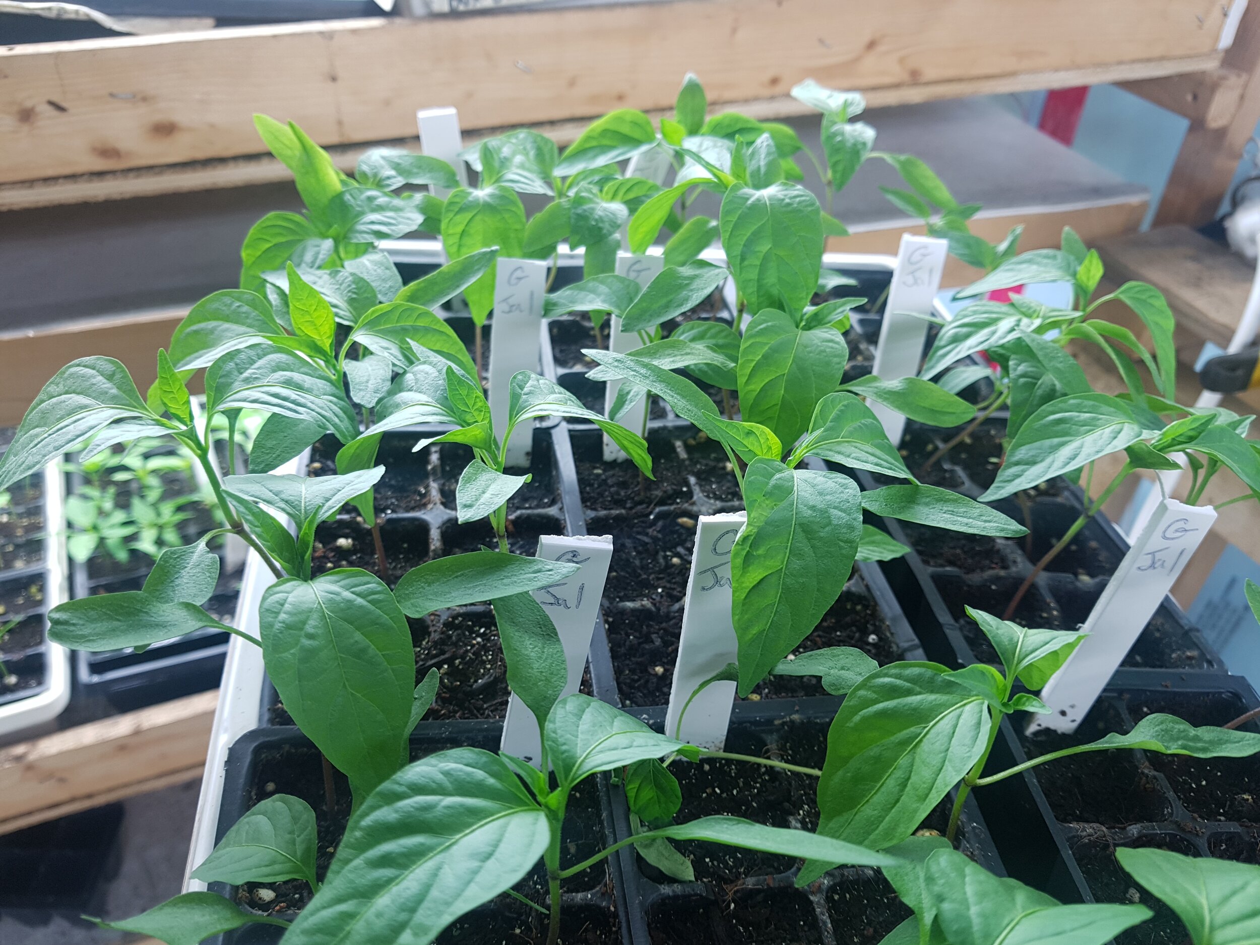 peppers 2019.jpg