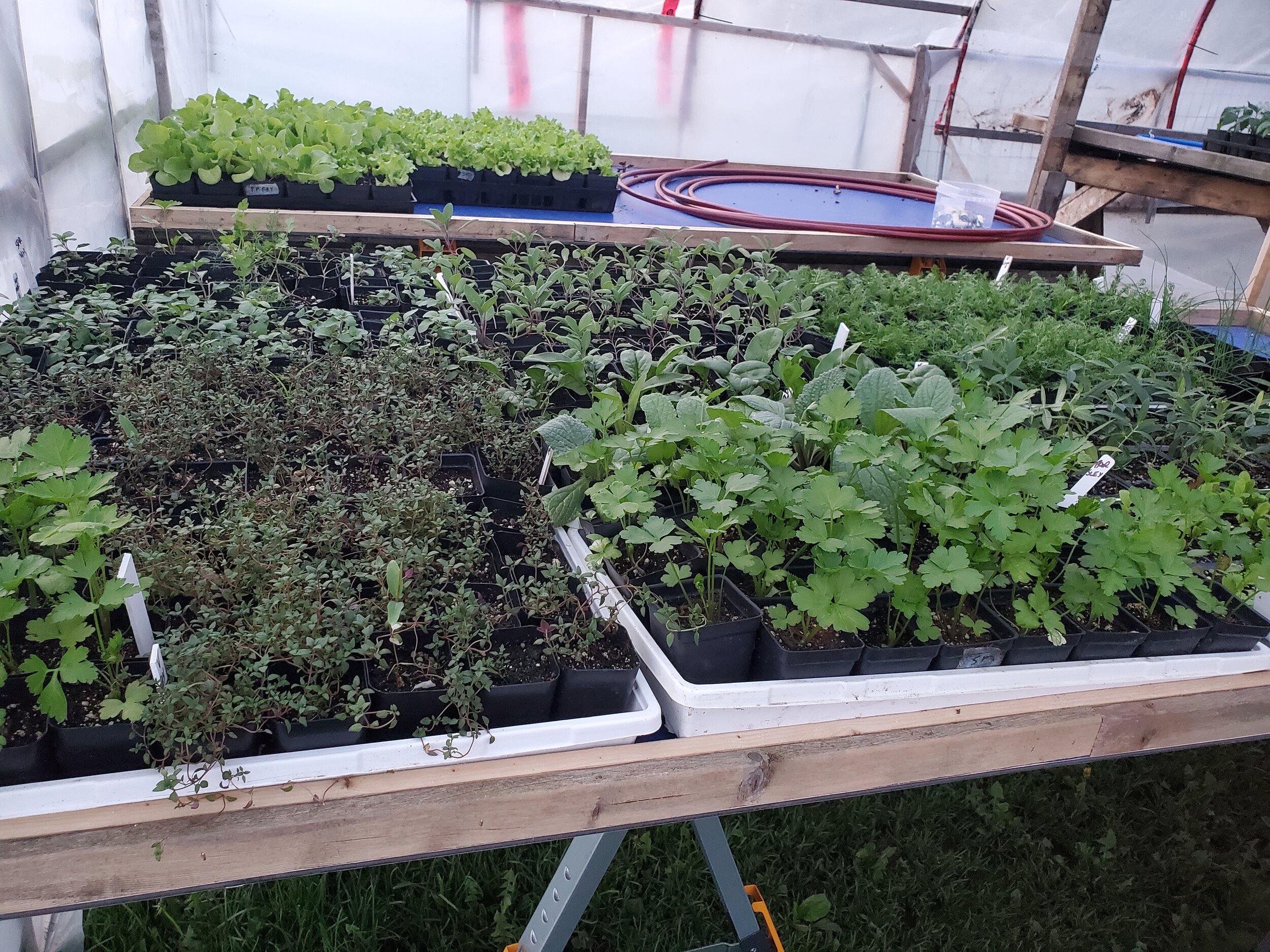 Greenhouse 2021.jpg