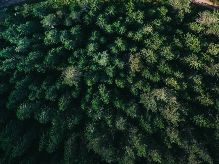 Aerial view looking down on a dense forest canopy