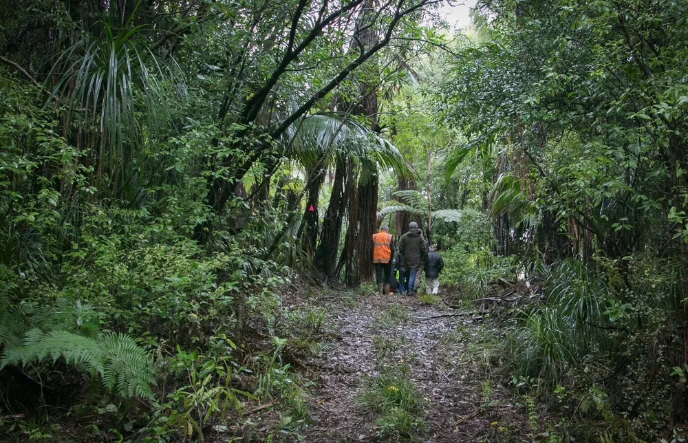 A small group walking a bush track on Ōmataroa whenua
