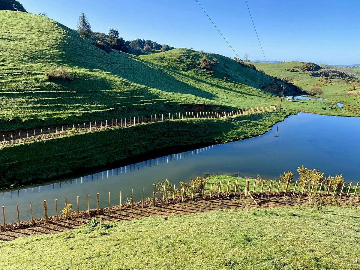 New post-and-batten fencing running along both sides of a farm pond in green rolling hill country