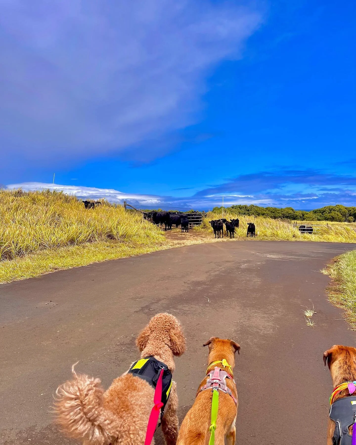 Small dogs meet&hellip; big dogs? (Teddy Blaze, Izzy &amp; Zuri) 
&bull;
&bull;
&bull;
#hawaii #maui #808 #kahului #wailuku #makawao #pukalani #kula #waihee #kihei #wailea #maalaea #lahaina #kapalua  #dogsofinstagram #dogsthathike #dogsofhawaii #hawa