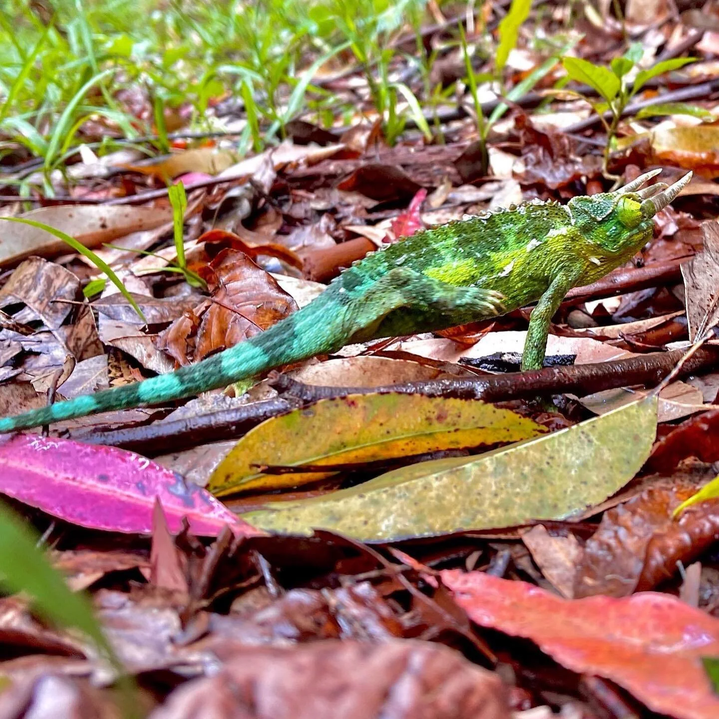 ⚠️ Kikuyu Three-Horned Chameleon Crossing⚠️

&bull;
&bull;
&bull;
#hawaii #maui #808 #kahului #wailuku #makawao #pukalani #kula #waihee #kihei #wailea #maalaea #lahaina #kapalua  #dogsofinstagram #dogsthathike #dogsofhawaii #hawaiidogs #808dogs #hawa