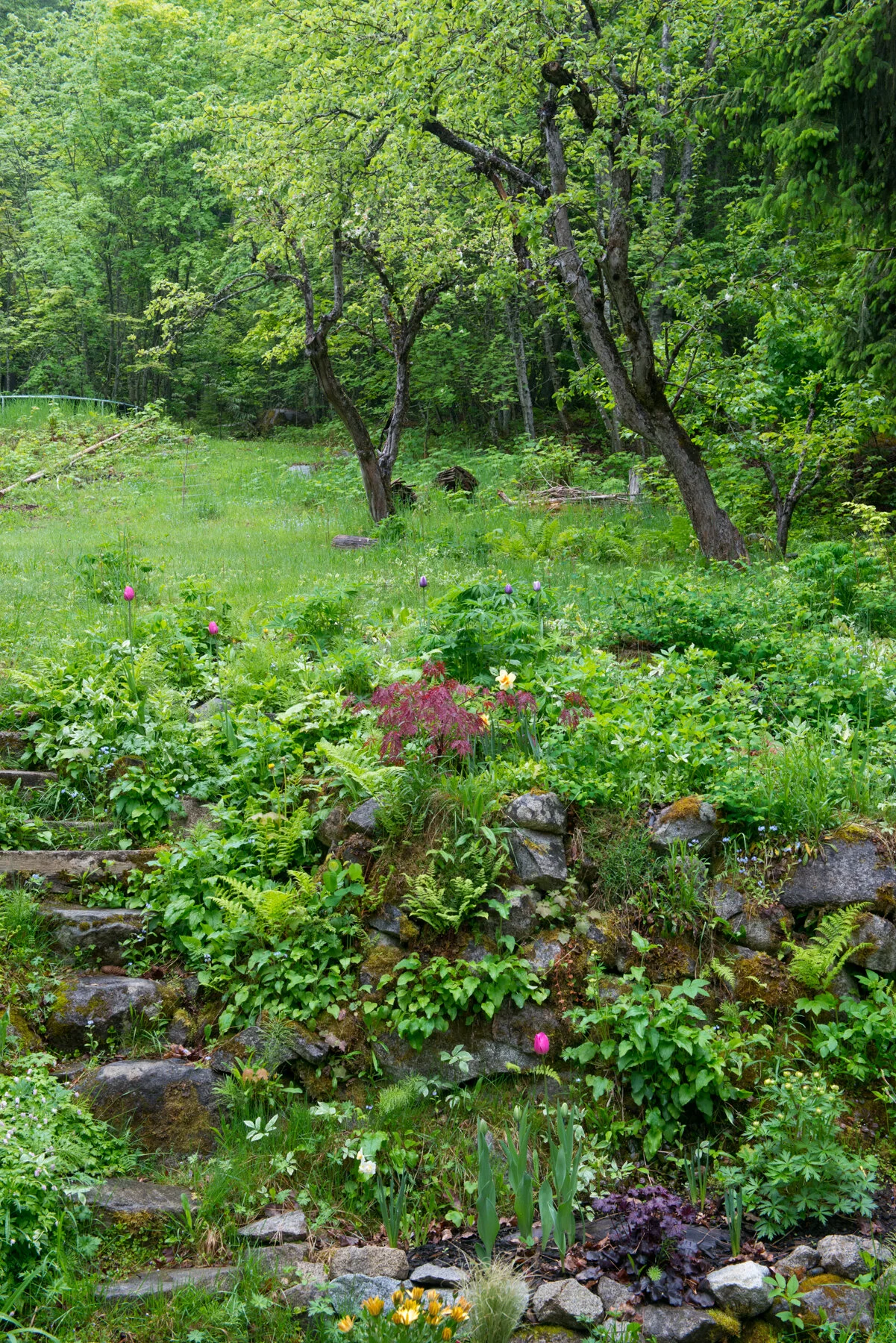 transparent apple trees as seen from the deck of the Bees Knees in Nelson, BC