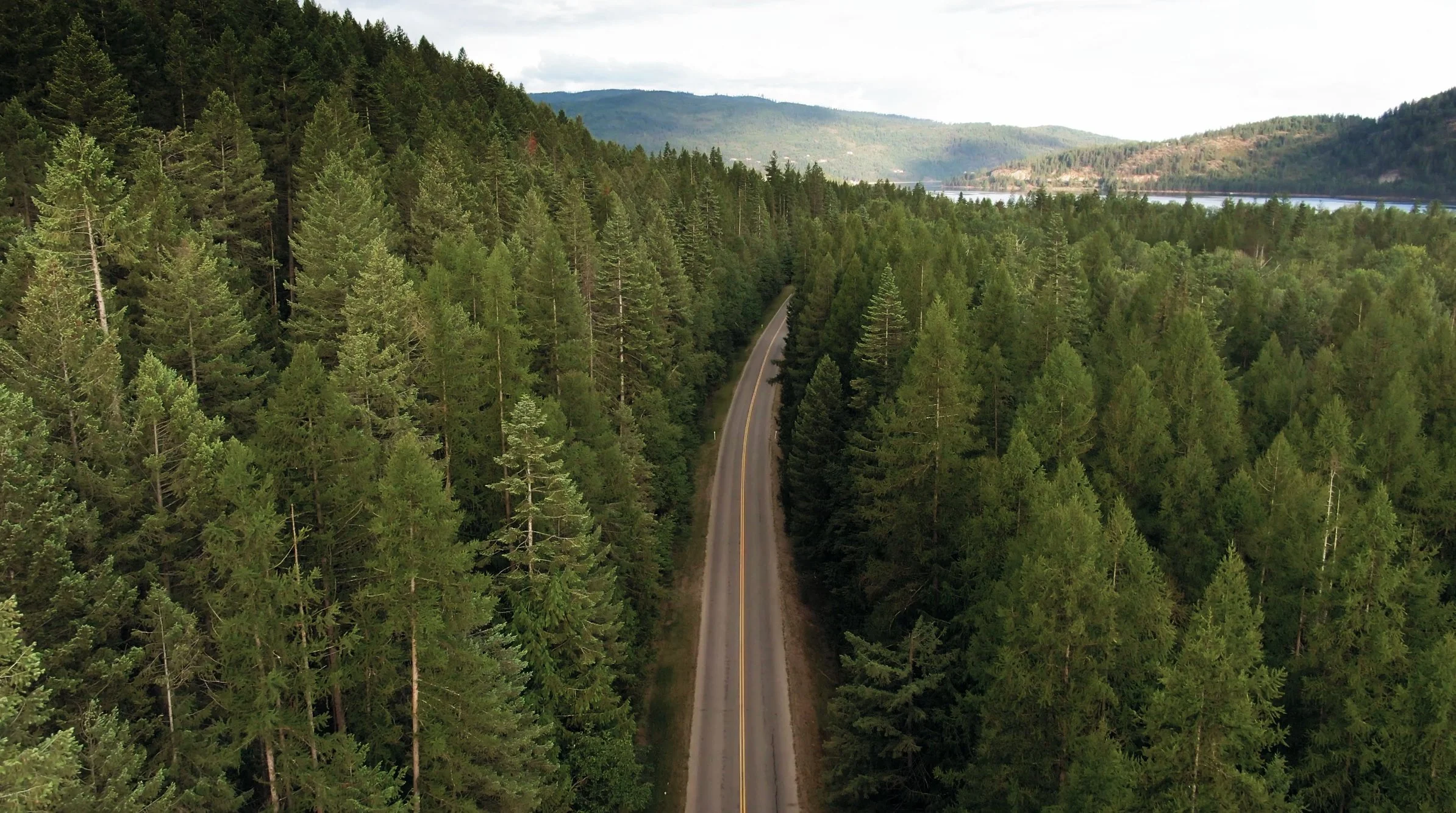 trees drone.jpg
