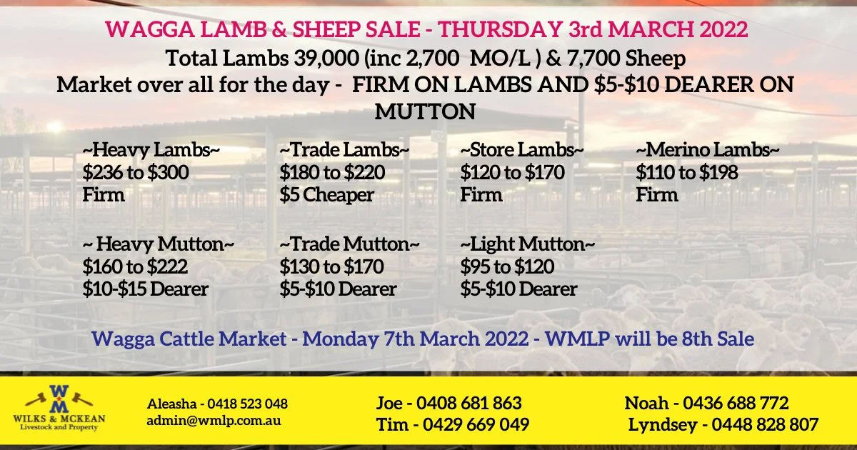 Wagga Lamb & Sheep Sale Report Thursday 3rd March 2022 — AWN Wilks McKean
