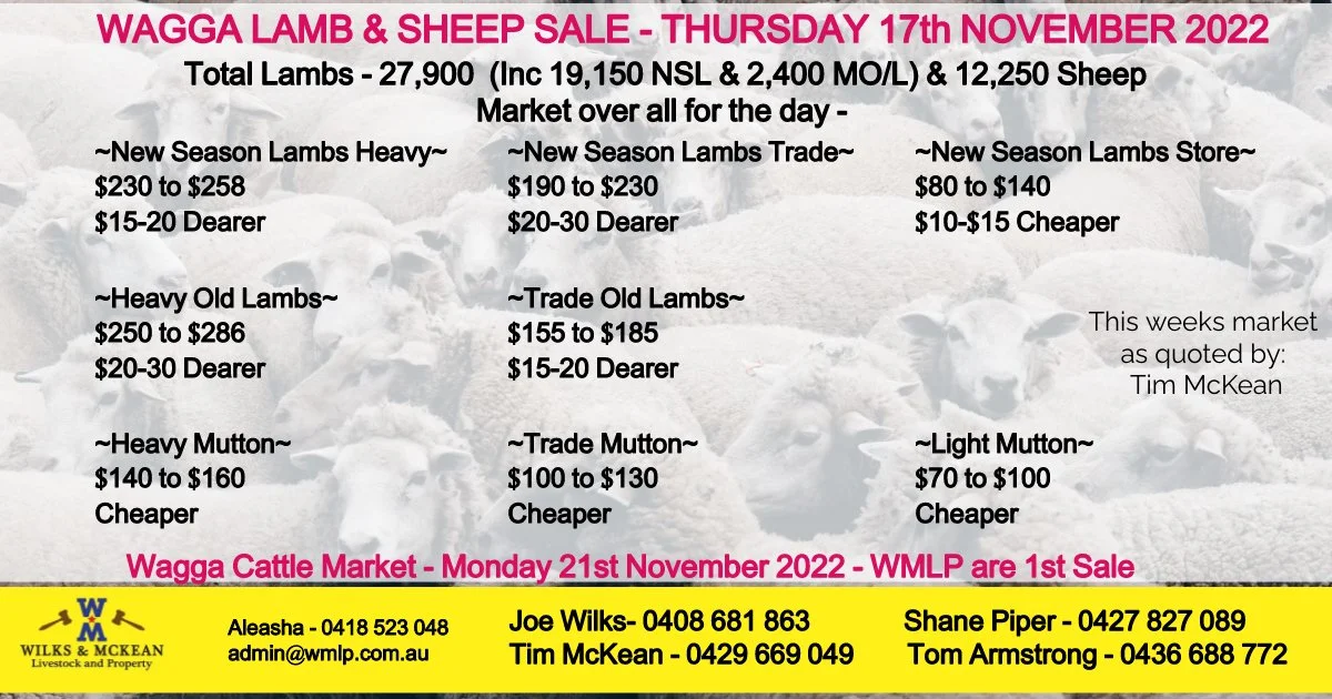 Wagga Lamb & Sheep Market Report Thursday 17th November 2022 — AWN