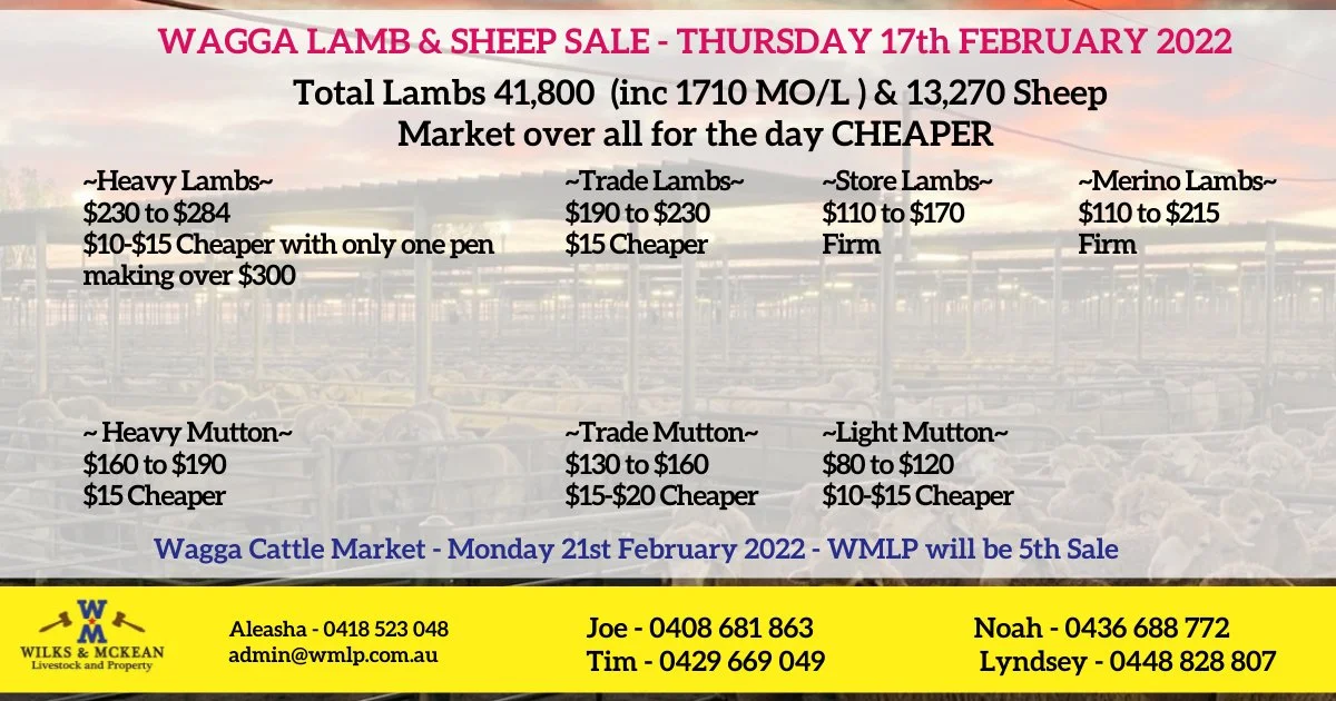 Wagga Wagga Lamb & Sheep Sale Report Thursday 17th February 2022