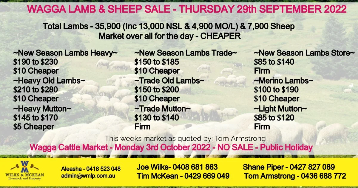 Wagga Lamb & Sheep Market Report Thursday 29th September 2022 — AWN