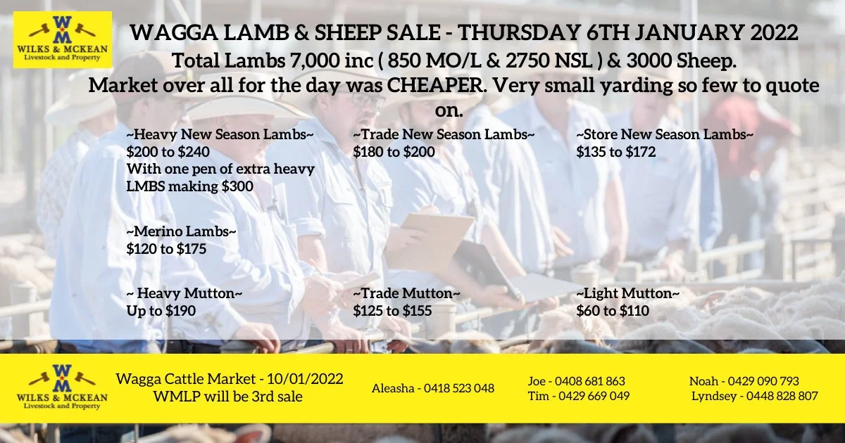 Wagga Lamb & Sheep Sale Report Thursday 6th January 2022 — AWN Wilks