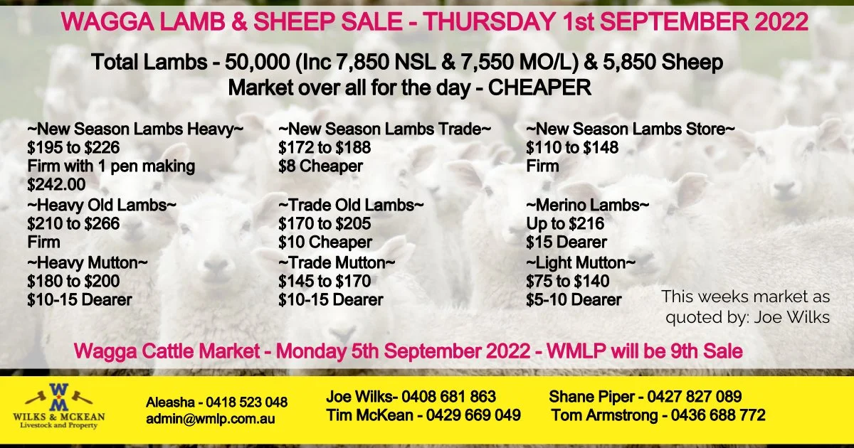 Wagga Lamb & Sheep Market Report Thursday 1st September 2022 — AWN