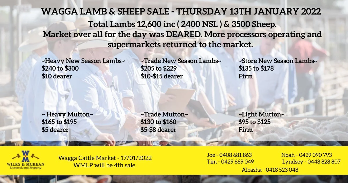 Wagga Lamb & Sheep Sale Report Thursday 13th January 2022 — AWN Wilks