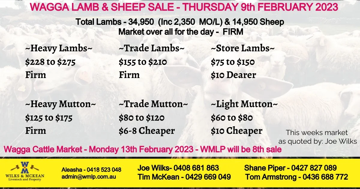Wagga Lamb & Sheep Market Report Thursday 9th February 2023 — AWN