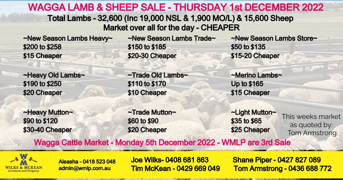 Wagga Lamb & Sheep Market Report Thursday 1st December 2022 — AWN