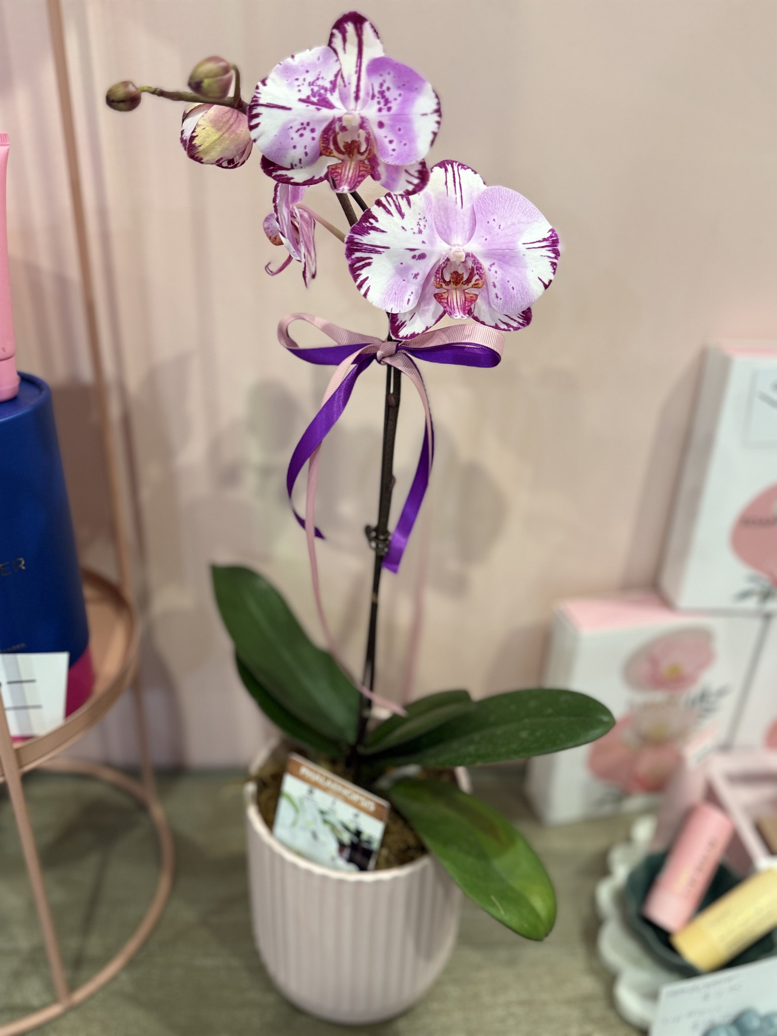 IMG_2038.jpeg
