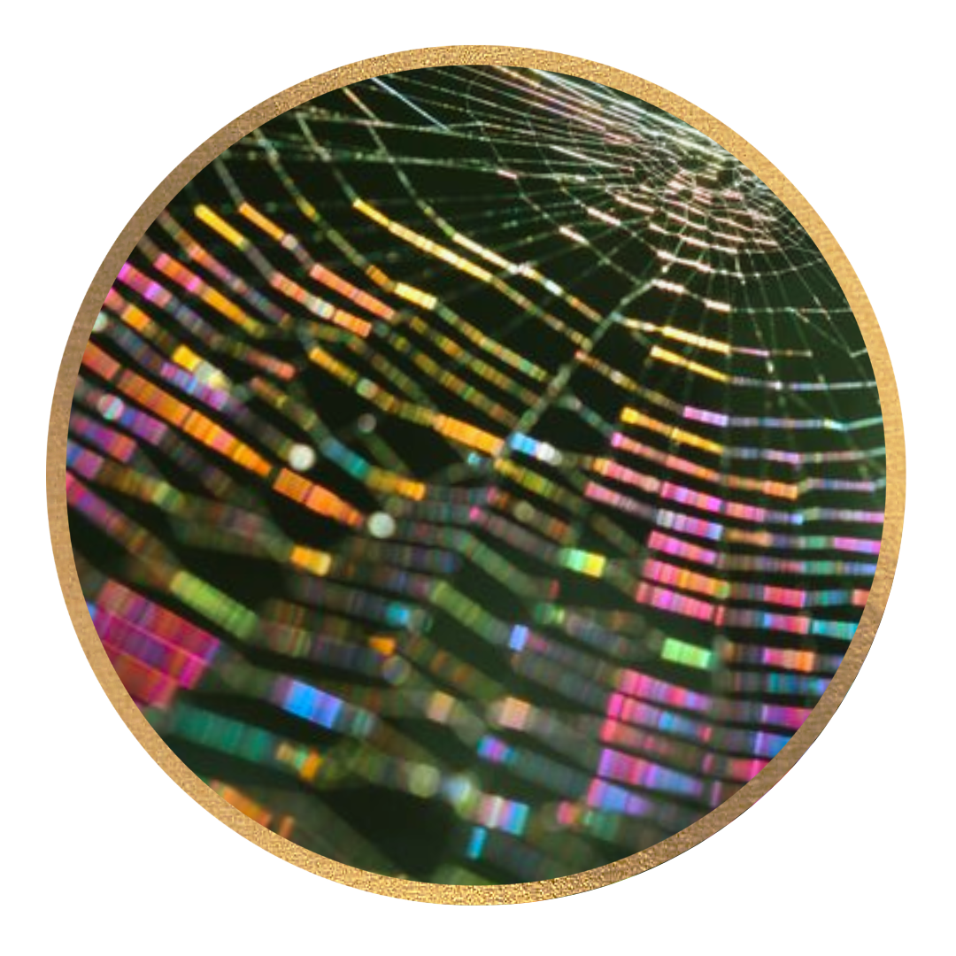 Close-up of an iridescent spider web with colorful reflections against a dark background, enclosed in a circular frame with a gold border.