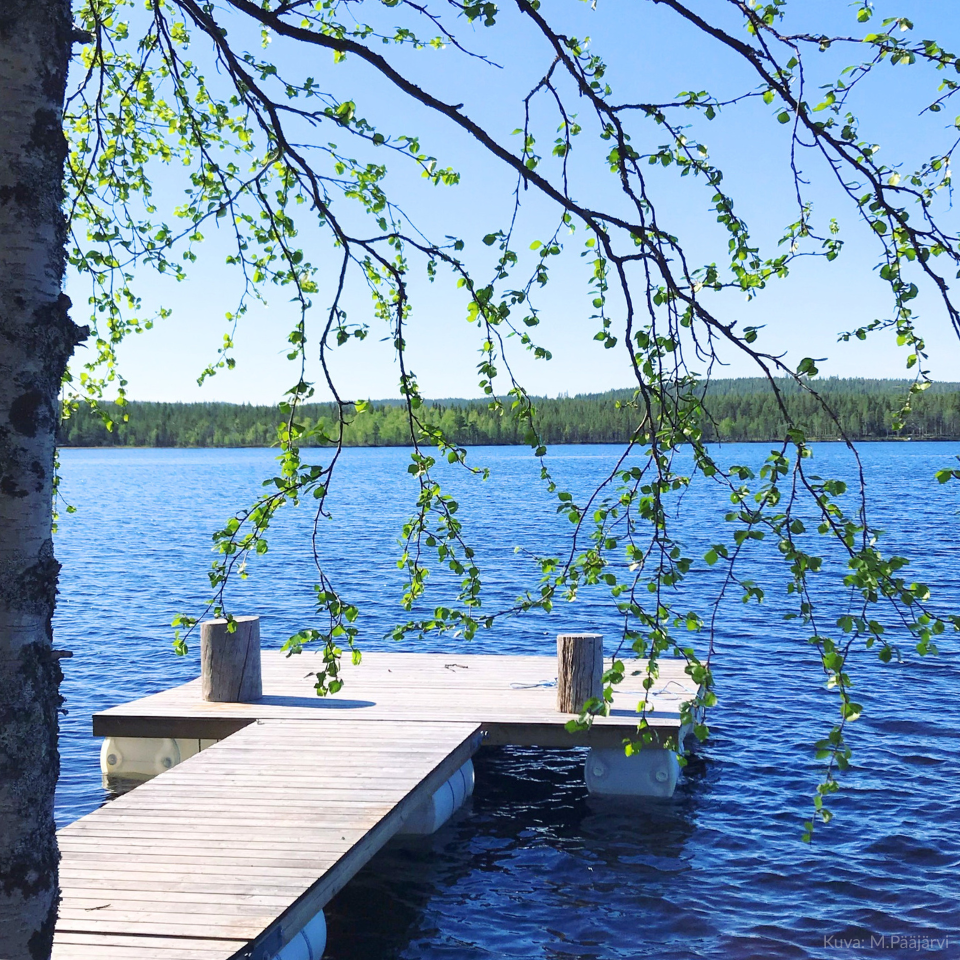 Pohjoinen kesäinen järvimaisema. Etualalla koivu, jossa vihreät lehdet, sininen järvi, jossa puinen laituri. Järven vastarannalla metsää. Pilvetön taivas.