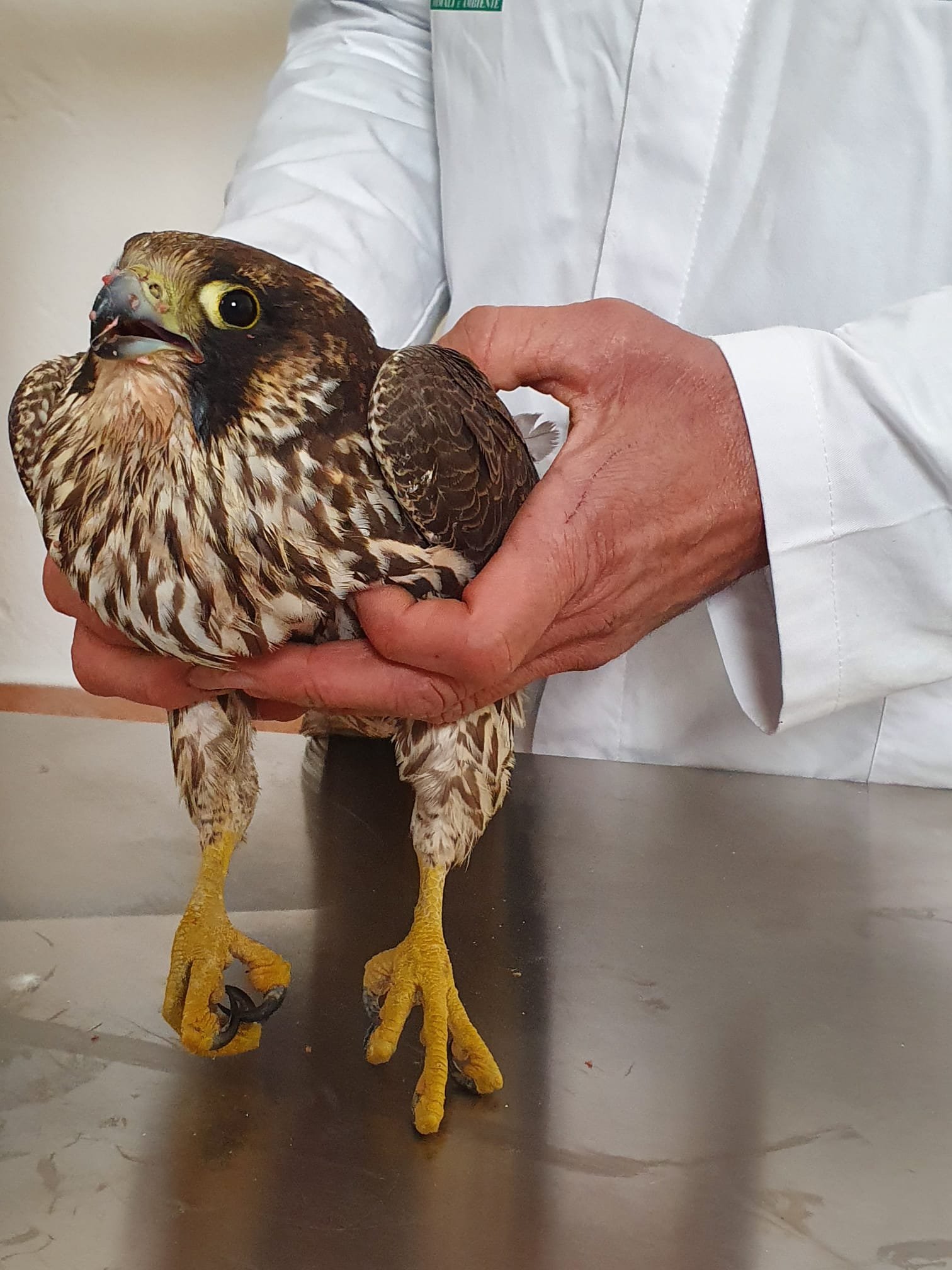Il falco pellegrino ferito