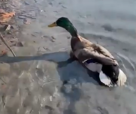 Ecco come abbiamo salvato Ginger e lo abbiamo reimmesso in natura