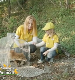 Abbiamo salvato la volpe Zorro e l’abbiamo reimmessa in natura