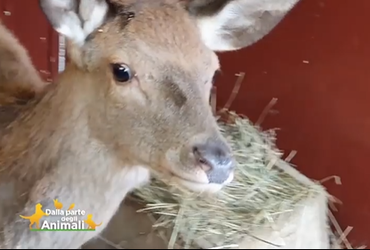 Il Cras salva centinaia di cuccioli senza mamma. Scopri come