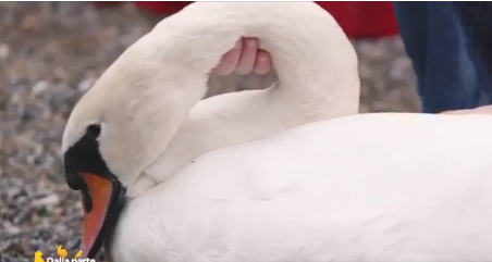 Il nostro Cras ha salvato “Maestosa” 