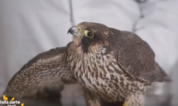 Il Cras ha salvato il falco pellegrino Flash 
