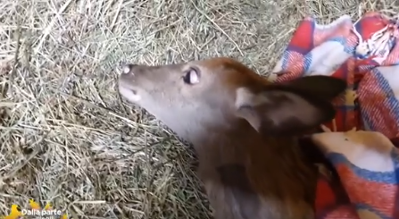 La storia del cervo Battista