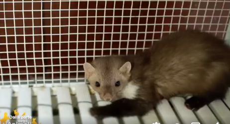 La storia della faina Tina