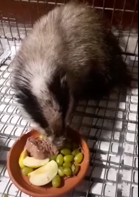 La storia del giovane tasso Amina