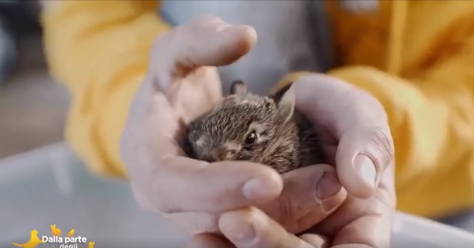 I leprotti salvati dal Cras