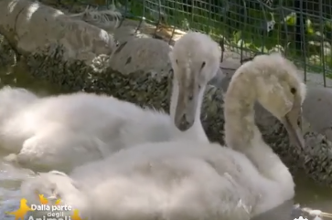 I cigni Fiocco e Neve salvati dal Cras