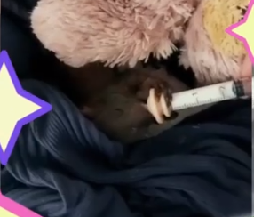 Un piccolo scoiattolo è arrivato al Cras