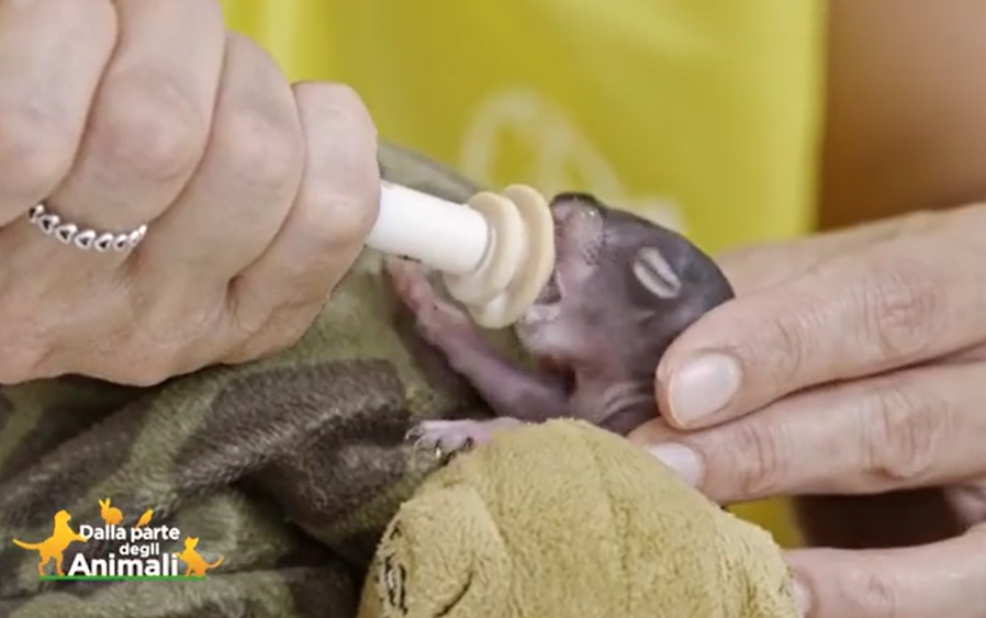 I volontari del Cras hanno salvato dei bellissimi scoiattoli