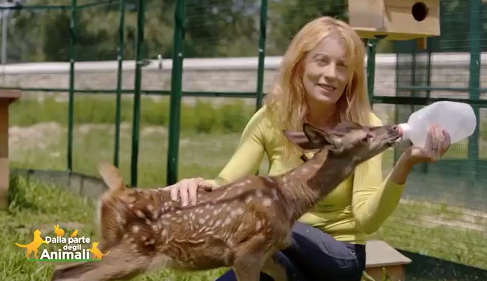 Al Cras Stella del Nord ci battiamo per salvare i selvatici 