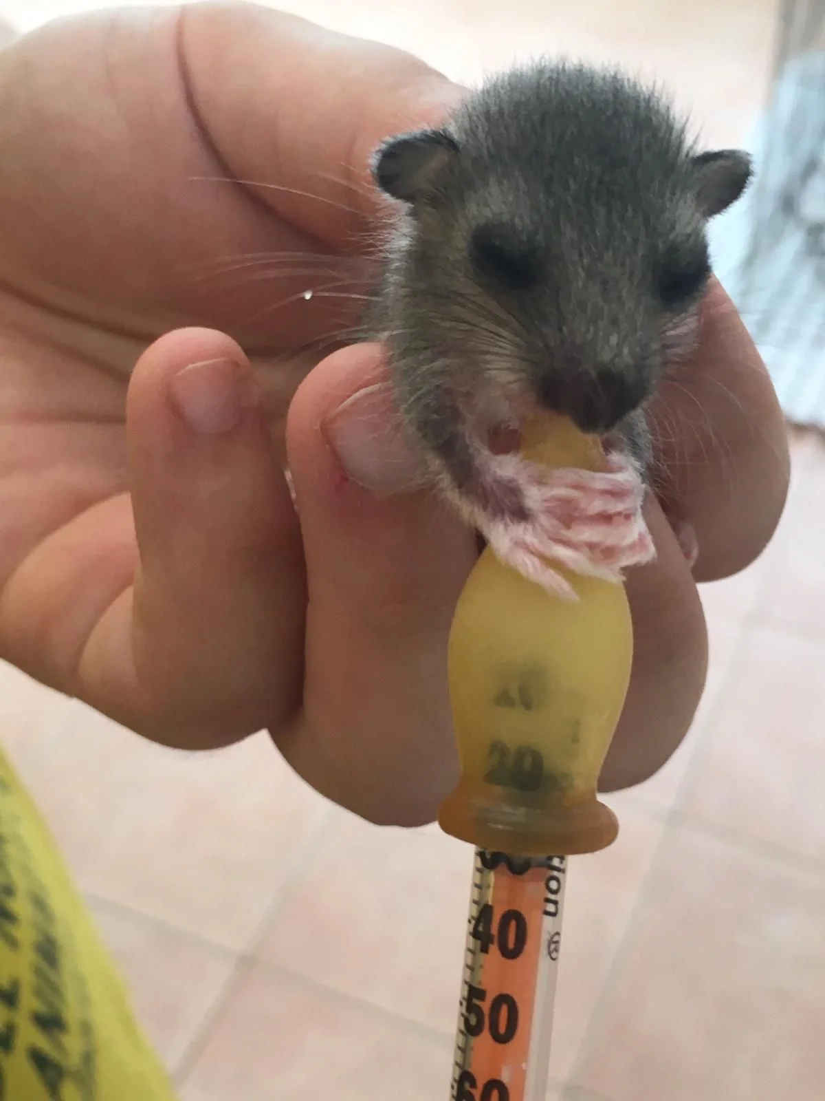 Il Cras ha salvato un sonnacchioso ghiro a Triuggio!