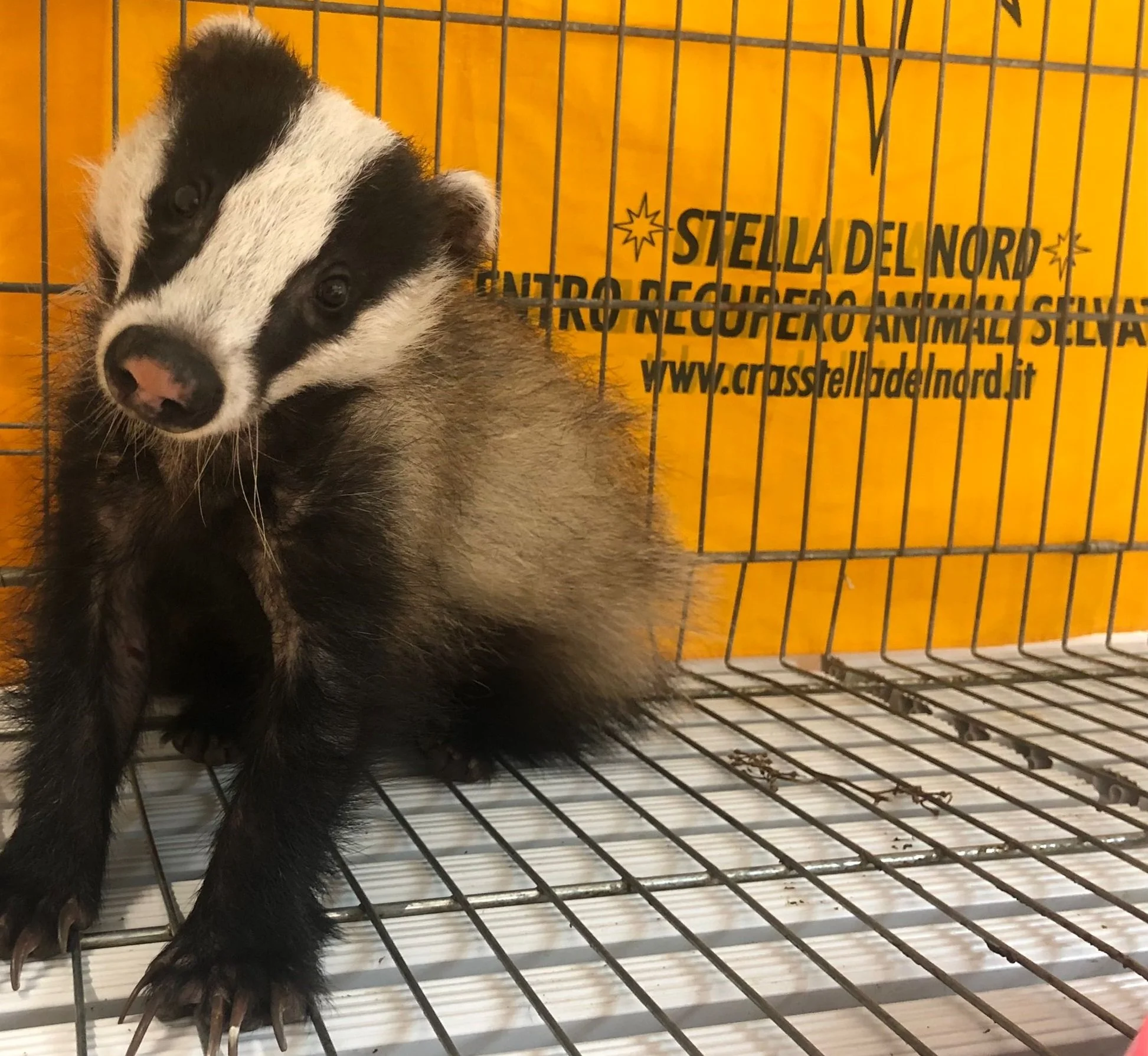 Abbiamo salvato un vecchio dolce tasso e lo terremo con noi per sempre!