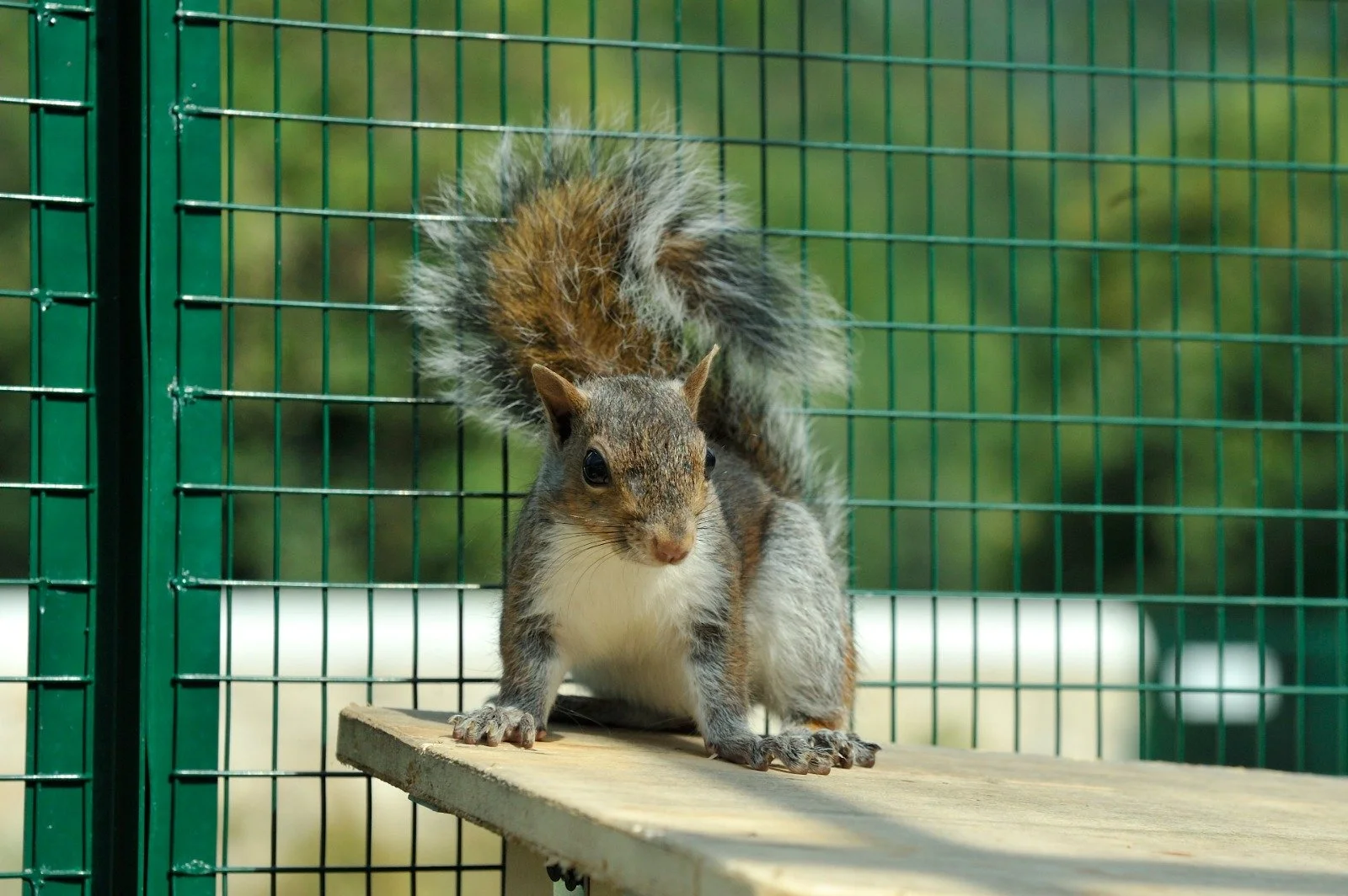 Il Cras ha salvato uno scoiattolo grigio di Briosco (Monza)