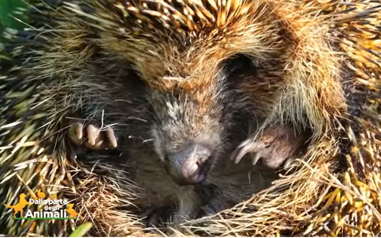 Il Cras ha salvato un riccio, una poiana e un gabbiano
