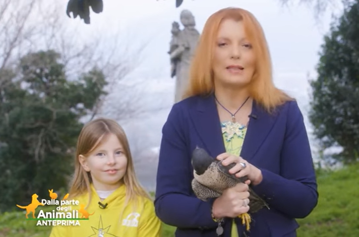 Il Cras ha salvato un falco pellegrino e accolto decine di uccellini