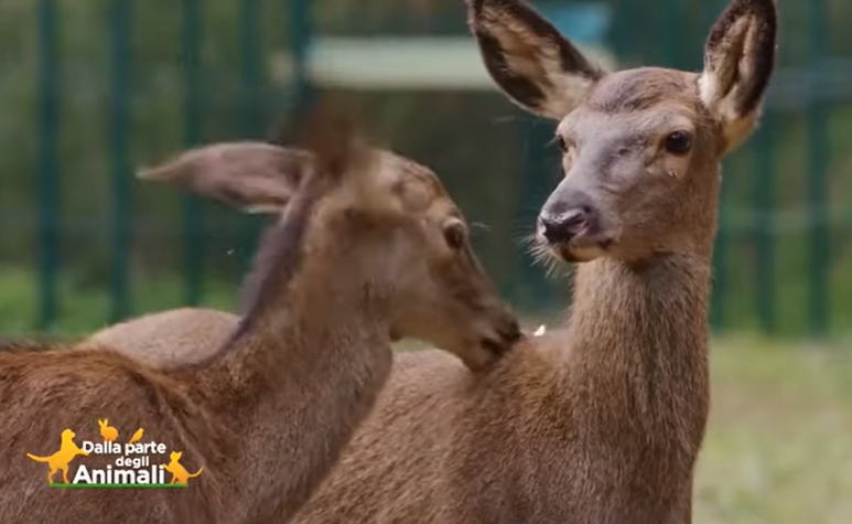 Bambi “occhi di Menni e la storia del volpino Chico
