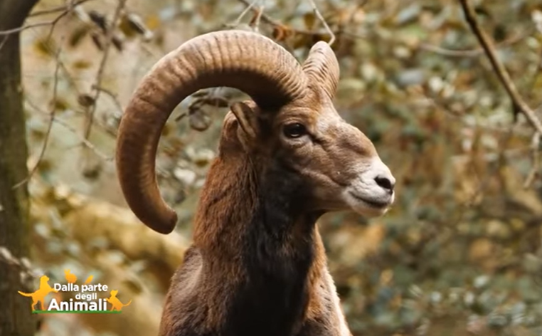 Il Cras ha salvato una mufloncina con le zampette rotte