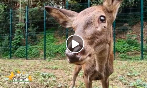 L’emozionante amicizia fra Bambi e il cerbiatto cieco Menny!
