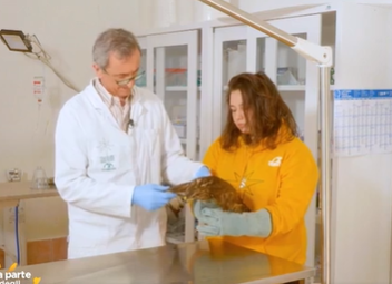 Il Cras ha salvato una poiana ferita